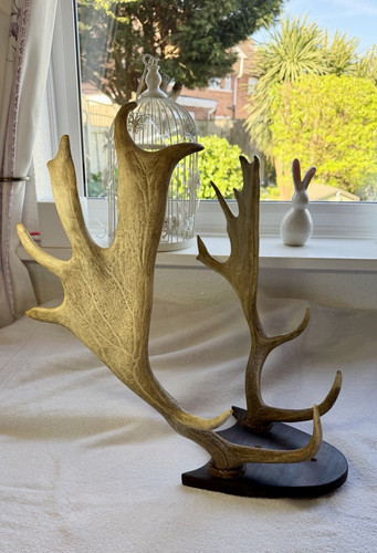Deer antlers mounted - deer, on