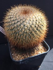 MATURE MAMMILLARIA COLUMBIANA
