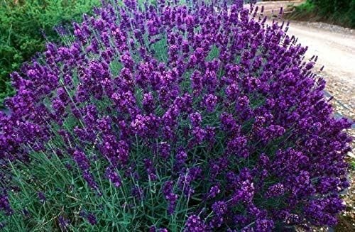 Lavender hidcote aromatic - hidcote,