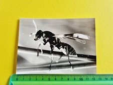 PHOTOGRAPH VESPA BEE 60s 70s