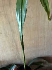 Aspidistra  'Taiwan Stars'