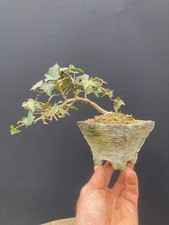English Ivy Bonsai Tree in