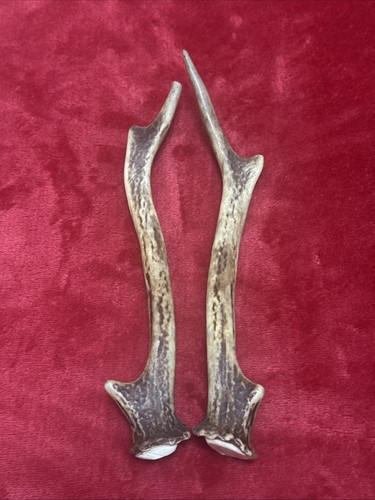 Pair sika deer antlers - pair,