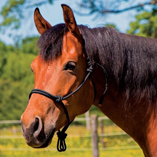Natural horsemanship rope - horsemanship,