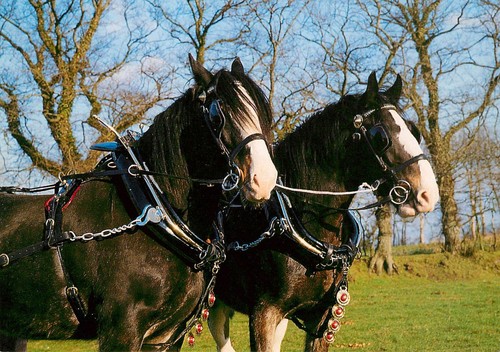 Jersey shire horse - horse, farm