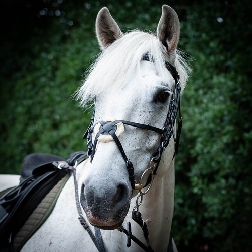 Gallop leather grackle bridle - gallop,