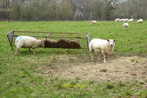 Photo 6x4 sheep feeding - 6x4,