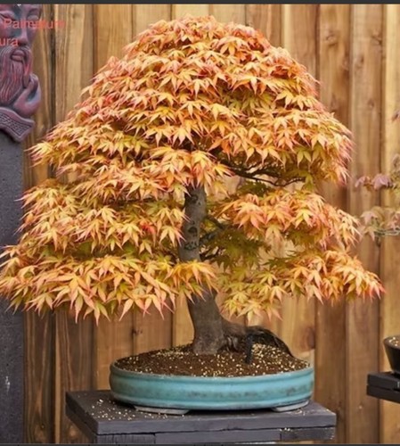 Acer palmatum katsura japanese - acer,