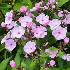 Phlox paniculata famous - phlox, 'famous