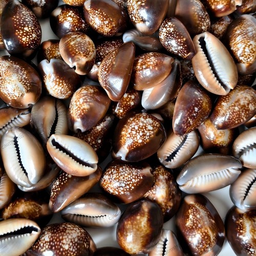 Natural snakehead cowrie - snakehead,