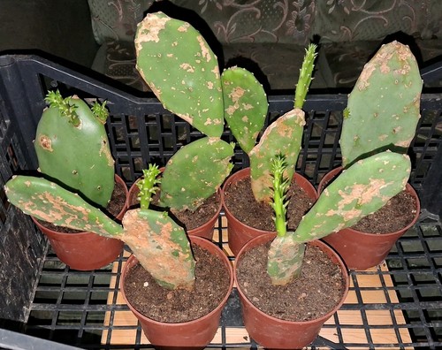 Opuntia prickly pear - 1,