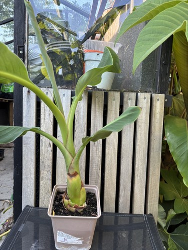 Musella lasiocarpa golden - musella,