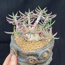 6CM Succulent Cactus Plant