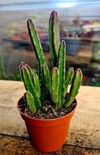 Stapelia Leendertziae | The