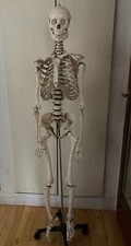 ANATOMICAL MEDICAL DISPLAY HALLOWEEN LIFE SIZE MODEL SKELETON WHEELED STAND HOOK