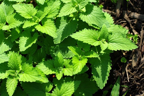Catnip plug plants - catnip, |
