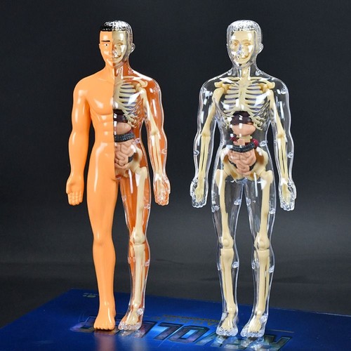 Human body torso model for - 3d,