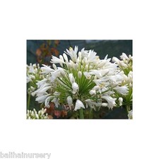 Agapanthus Wedding Day large pure white flowers good garden perennial plant rare