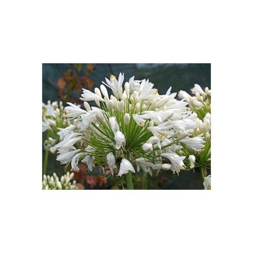 Agapanthus wedding day - agapanthus,