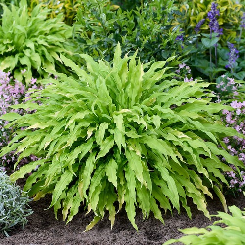 Hosta party streamers - party,