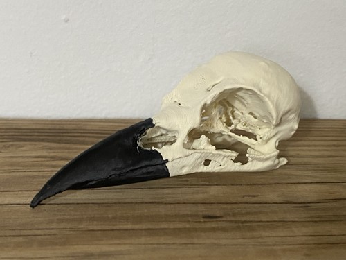 Replica carrion crow - replica,