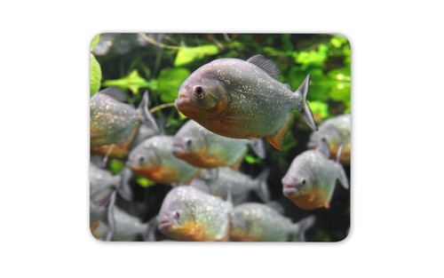 Piranha fish piraãƒâ - piranha,