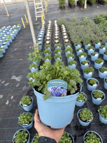 Campanula rapido blue hardy - rapido,