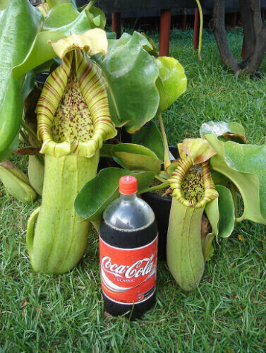 Nepenthes truncata - truncata,
