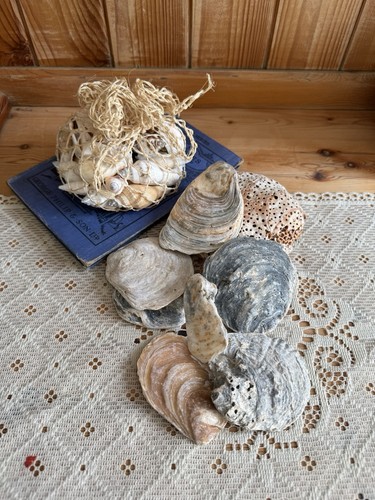 Vintage shell collection - vintage,