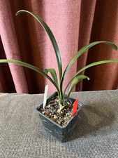 Clivia Miniata Orange Plant