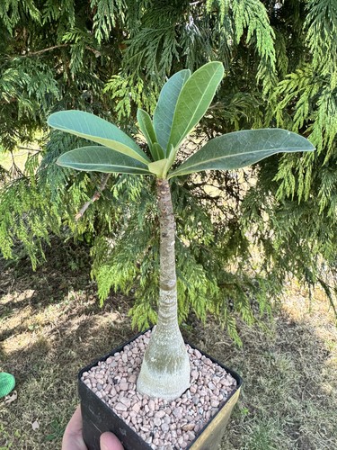 Adenium arabicum beautiful - adenium, arabicum,