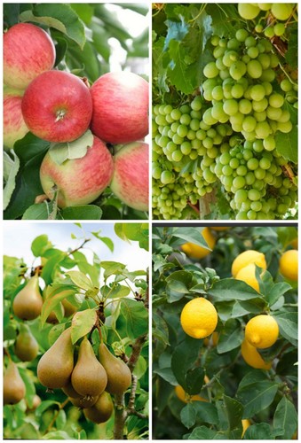 Fruit tree seeds - fruit, seeds-apple