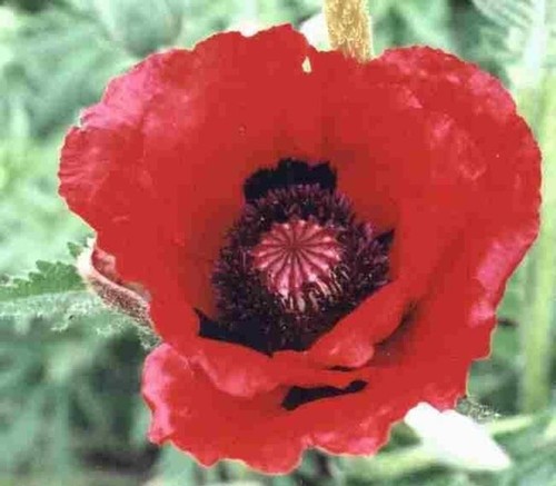Poppy papaver orientale - poppy,