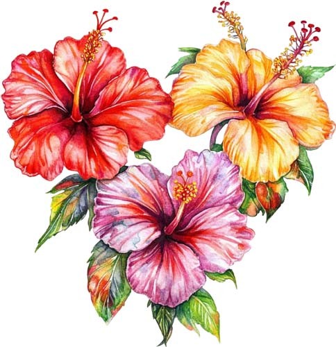 Watercolour flower rose - flower,