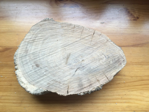 Oak wood tree cookie slab - oak,