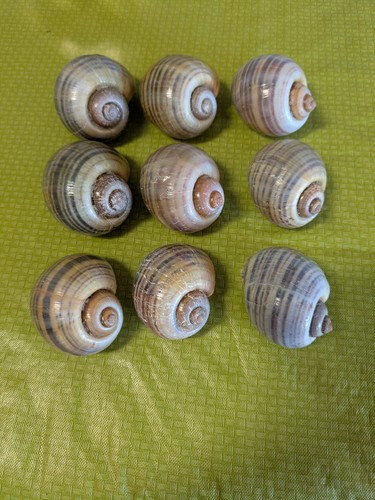 Small apple snail clean - 1.5",