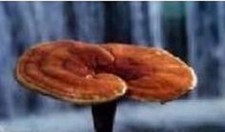 Mushroom Spawn - REISHI