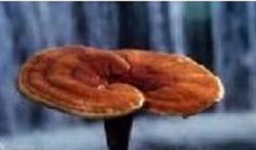 Mushroom spawn reishi - spawn,