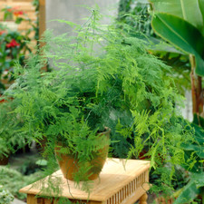 Asparagus plumosus indoor - asparagus,