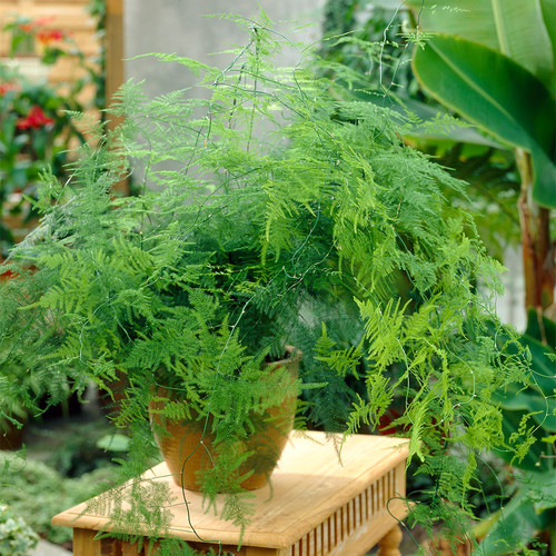 Asparagus plumosus indoor - asparagus,