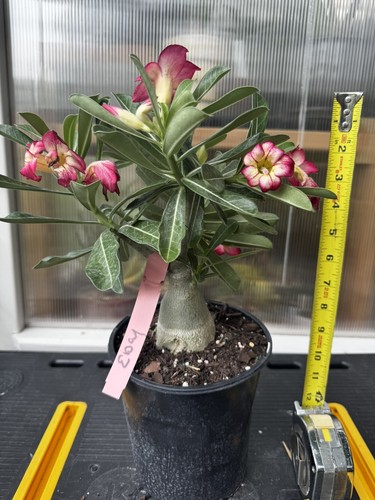 Grafted adenium obesum - grafted,