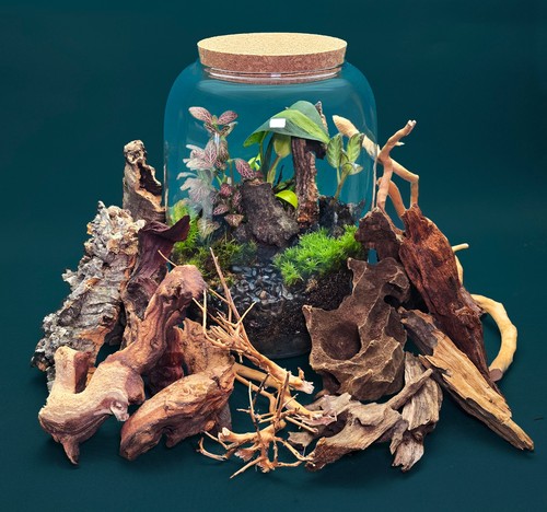 Terrarium wood pieces sized - terrarium,