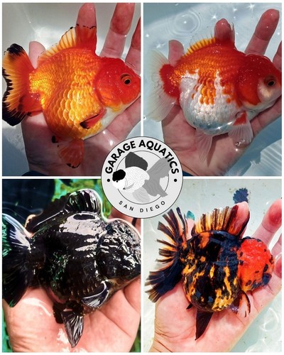 Live fancy goldfish premium - live,