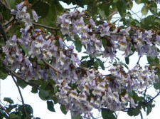 Bluebell Tree - Paulownia Tomentosa - 100 Fresh Seeds