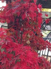 XL Bright Red JAPANESE ACER