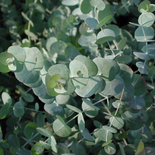 Eucalyptus cinerea silver - eucalyptus,