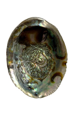 Abalone shell home - abalone,