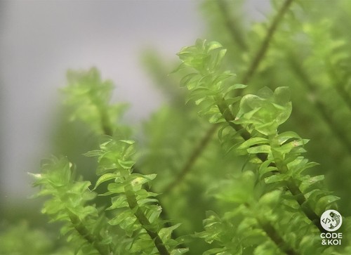 Hooker moss aquarium rare - moss,