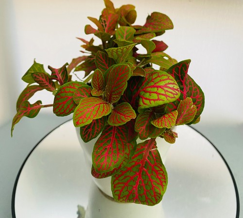 Nerve plant house - |,