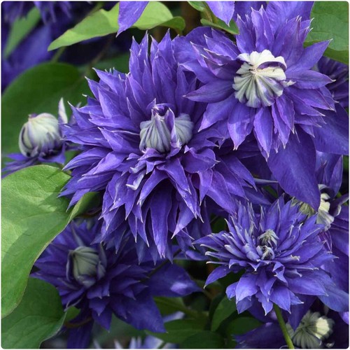 Clematis hybrid multi blue x - blue',
